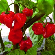 Ardei iute Habanero Red