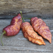 Ardei iute Pink Tiger x Peach Bhut