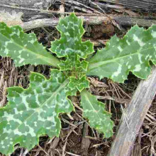 Armurariu-Silybum Marianum