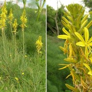 Asphodeline lutea