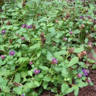 ﻿Busuioc de camp-Prunella Vulgaris