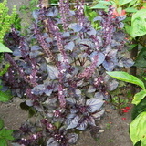 Busuioc rosu