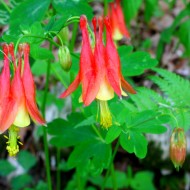  Caldarusa-Aquilegia Canadensis Nana