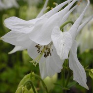 Caldarusa-Aquilegia vulgaris Alba