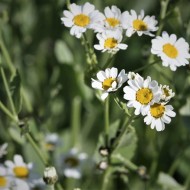 Calomfir-Tanacetum Balsamita