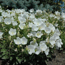 Campanula Carpatica white