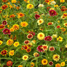 Carciumareasa Mexicana-Zinnia Haageana