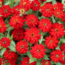 Carciumareasa Profusion double Red