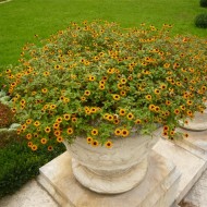 Carciumareasa Taratoare-Sanvitalia Procumbens