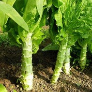 Celtuce-Lactuca sativa var.Augustana
