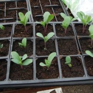 Cerinthe major purpurascens