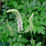 Cimicifuga racemosa
