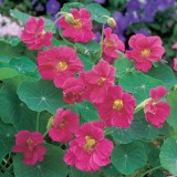 Condurasi Cherry Rose