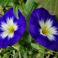 Convolvulus tricolor mix