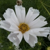 Cosmos Pied Piper Blush White