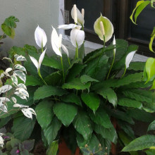 Crinul Pacii-Spathiphyllum wallisii