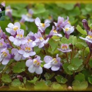 Cymbalaria Muralis-Kenilworth Iedera