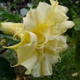 Datura metel Goldon Queen