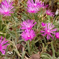 Delosperma Cooperi-Floarea de cristal
