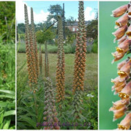Digitalis Parviflora Milk Chocolate