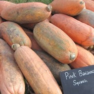 Dovleac Pink Banana Jumbo