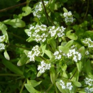 Fetica-Valerianella locusta