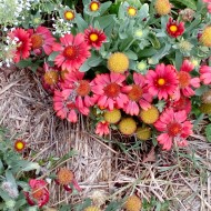 Gaillardia Aristata Arizona Red