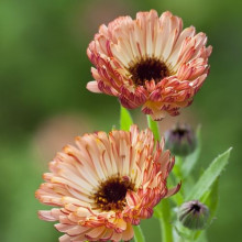 Galbenele-Calendula Off. Touch of Red Buff 