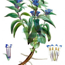 Gentiana Cruciata
