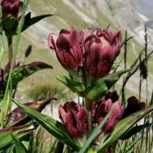 Gentiana Purpurea