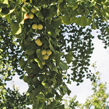 Ginkgo Biloba