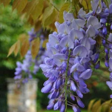 Glicina mov-Wisteria floribunda
