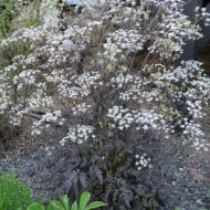 Hasmatuchi purple-Anthriscus Sylvestris RavensWing