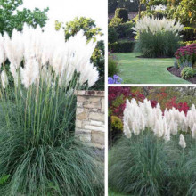 Iarba de pampas alb