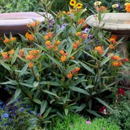 Iarba fluturilor-Asclepias Curassavica