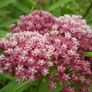 Iarba fluturilor-Asclepias incarnata