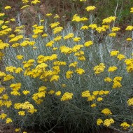 Imortela-Helichrysum italicum