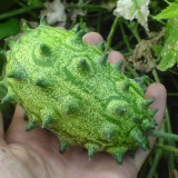 Kiwano