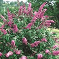 Liliac de vara-Buddleja Davidii Pink Delight