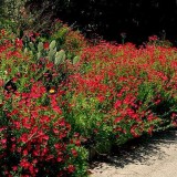 Linum Scarlet Flax-In decorativ rosu