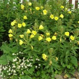 Luminita noptii-Oenothera biennis L