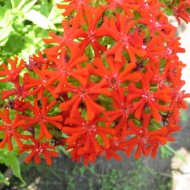 Lychnis chalcedonica red