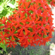 Lychnis chalcedonica red