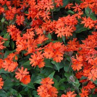 Lychnis x Haageana