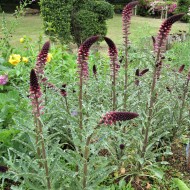 Lysimachia Atropurpurea Beaujolais