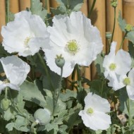 Mac Somniferum Sissinghurst White