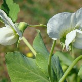 Mazare dulce-Pisum sativum
