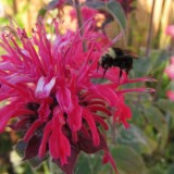Monarda didyma 'Panorama mix'