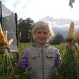 Morcov galben