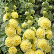 Nalba de gradina Double Yellow